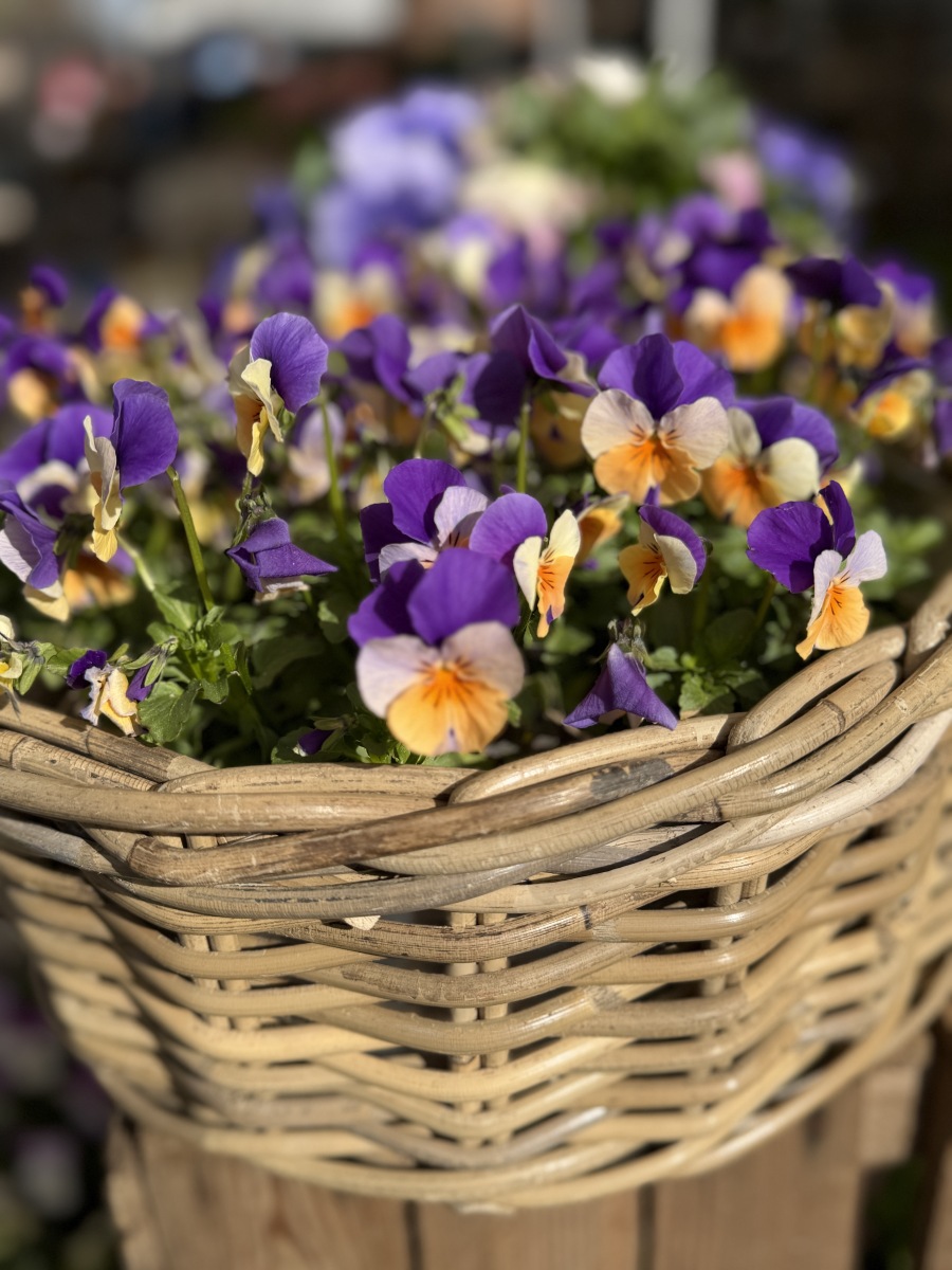 Ameland: planten om mee te decoreren of gewoon te planten