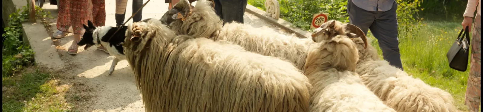 Sfeerbeelden Hof & Huis